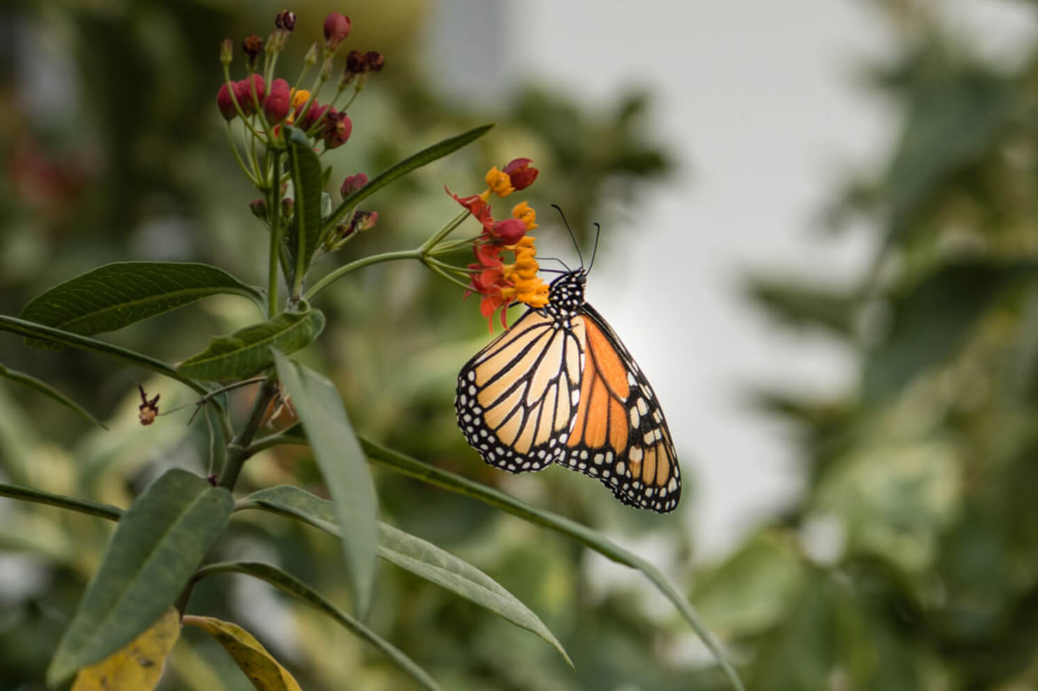 SDG_Buchinger-Wilhelmi-72dpi-web-2 Schmetterling im Klinikgarten als Symbol für die Nachhaltigkeits-Ziele der Buchinger Wilhelmi Fastenkliniken