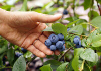 Gesunde Heidelbeeren am Strauch in der Hand einer Frau