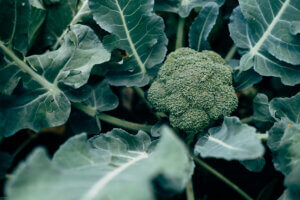broccoli growing in the garden