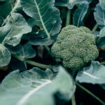broccoli growing in the garden